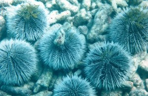 Sea urchins everywhere