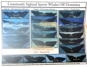 Whale identification chart