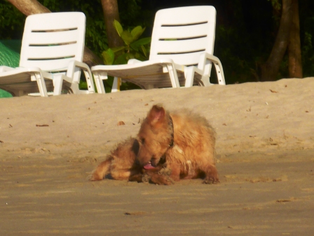 Bequia bobbing beach dog