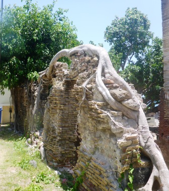 Tree embedded in ruins