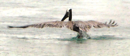 Pelican action