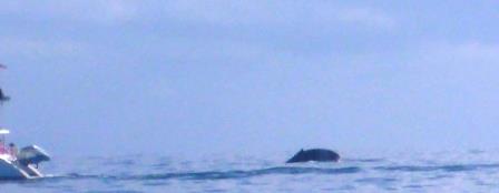 Whale!