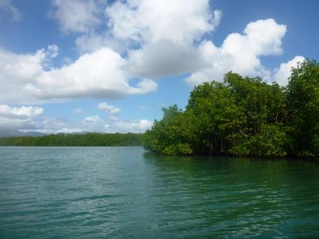 Inside the mangroves
