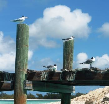 Gulls taking a nap, Rum Cay