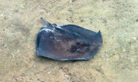 Sting ray without tail