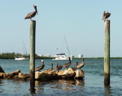 Pelicans in front of the anchorage