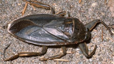 Stag beetle