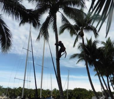 Clearing coconuts before the blow