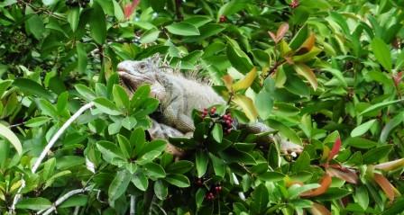 Iguana up the tree