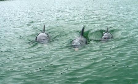 Dolphins 3