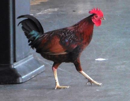 Protected cock