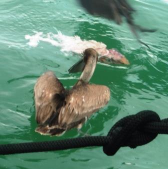 Pelican getting bombed