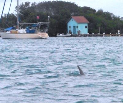 Dolphin encounter 2