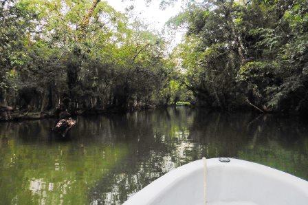 into-the-mangroves